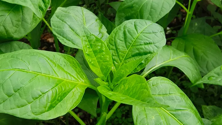 被浪費的蔬菜寶藏！辣椒葉鈣量超牛奶，9成人都吃錯的封面圖片
