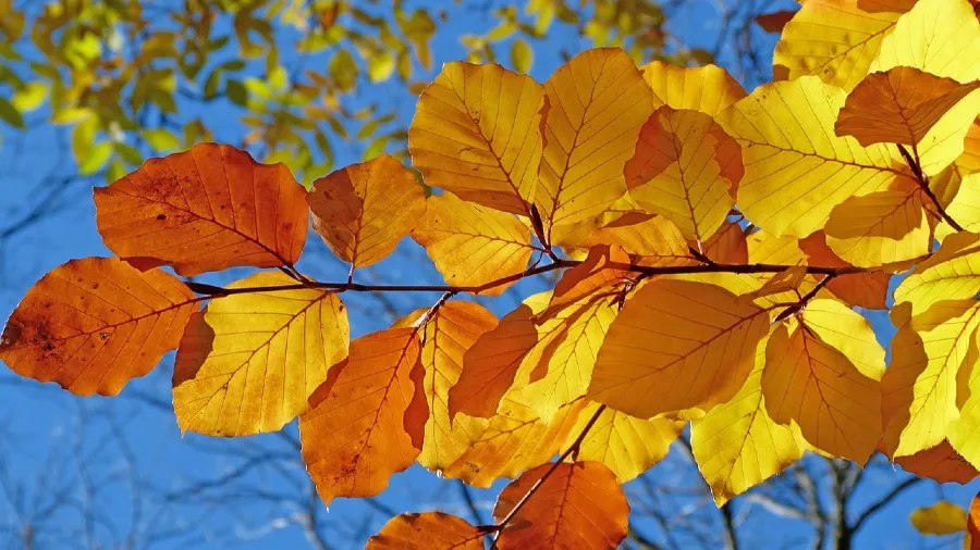 秋日樹葉變紅變黃，是防曬還是在驅趕害蟲？的封面圖片