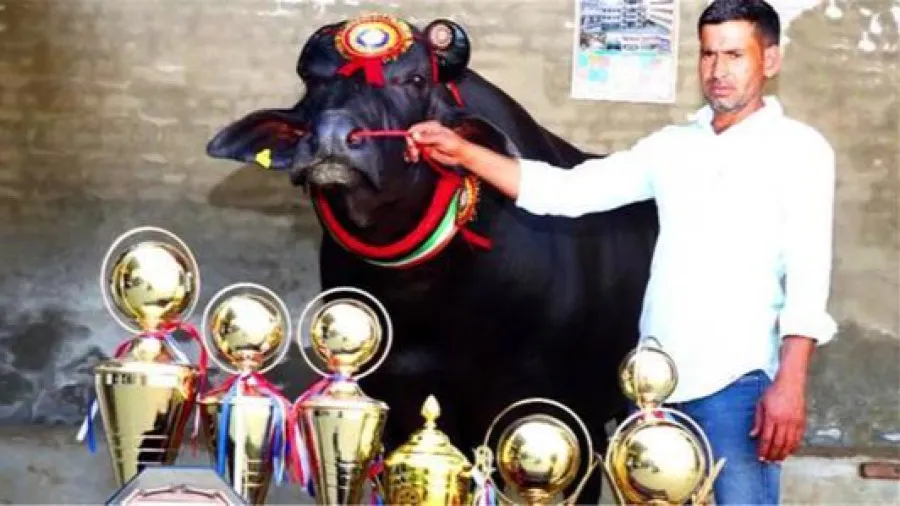 印度超級公牛享5人陪護，2.1億盧比求購竟被拒！的封面圖片