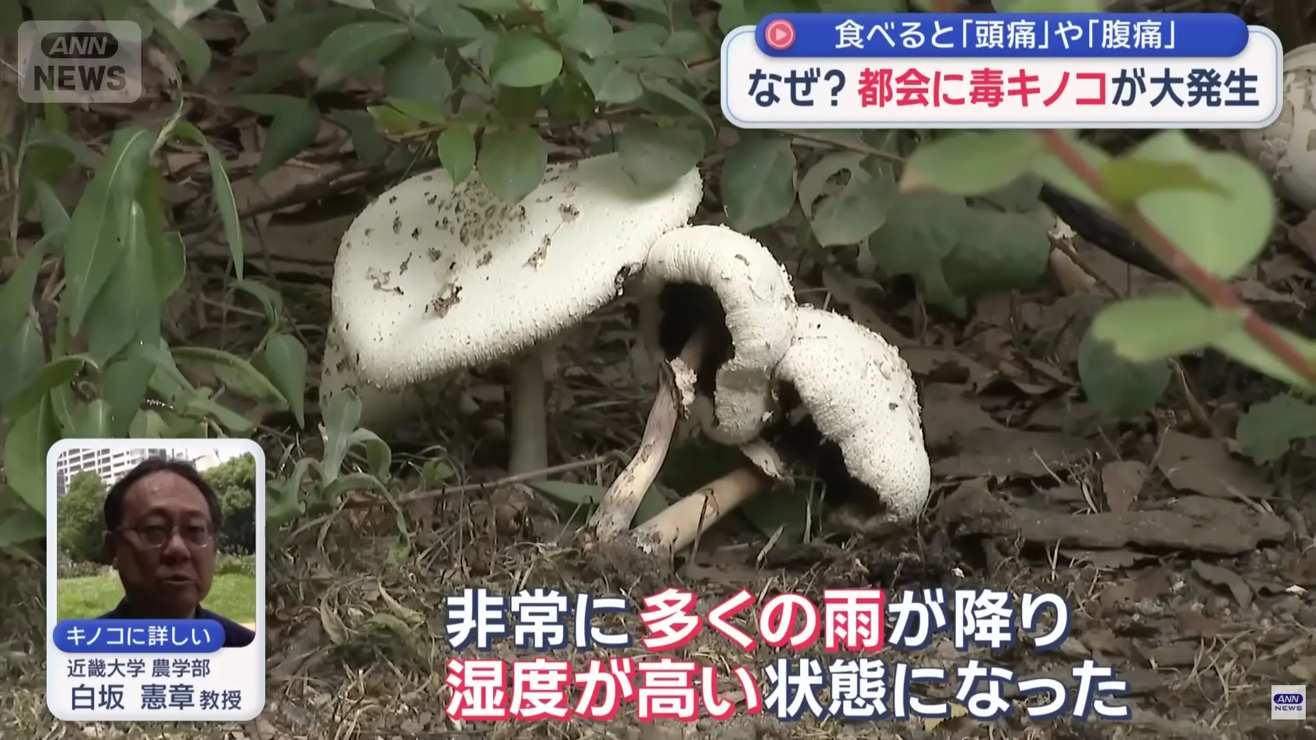 日本大阪多座公園湧現大量有毒綠褶菇，因外觀飽滿好看引民眾誤食中毒。專家表示受梅雨季影響毒菇大爆發且難根除，其成分更有望研發抗癌藥物。（來源： ANNnewsCH@YouTube）