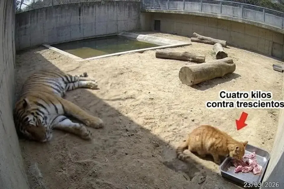 墨西哥查普特佩克動物園（Chapultepec Zoo）發生趣聞，一隻橘貓屢次潛入虎舍偷孟加拉虎的肉。飼養員封堵、設陷阱皆失敗，老虎從震驚到擺爛，任由橘貓就近享用美食。（來源：Chapultepec Zoo）