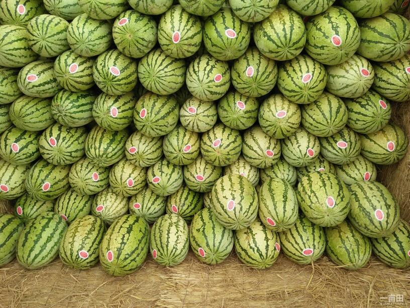 寧夏硒砂瓜居然是從石頭縫裡長出來的！（來源：xiggua）