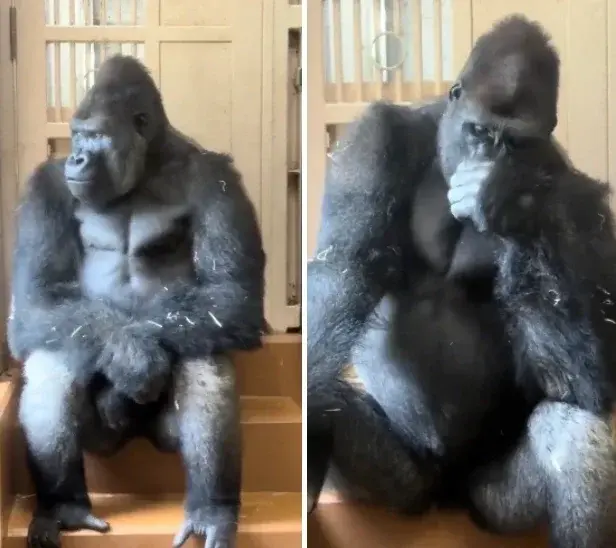 日本名古屋東山動植物園人氣猩猩清正（Kiyomasa），因與配偶爭吵被趕出門，獨坐角落沈思的畫面爆紅。身為頂流猩猩夏巴尼之子，牠憑高顏值早被封猩猩版木村拓哉。（來源：NatureUnedited@X）