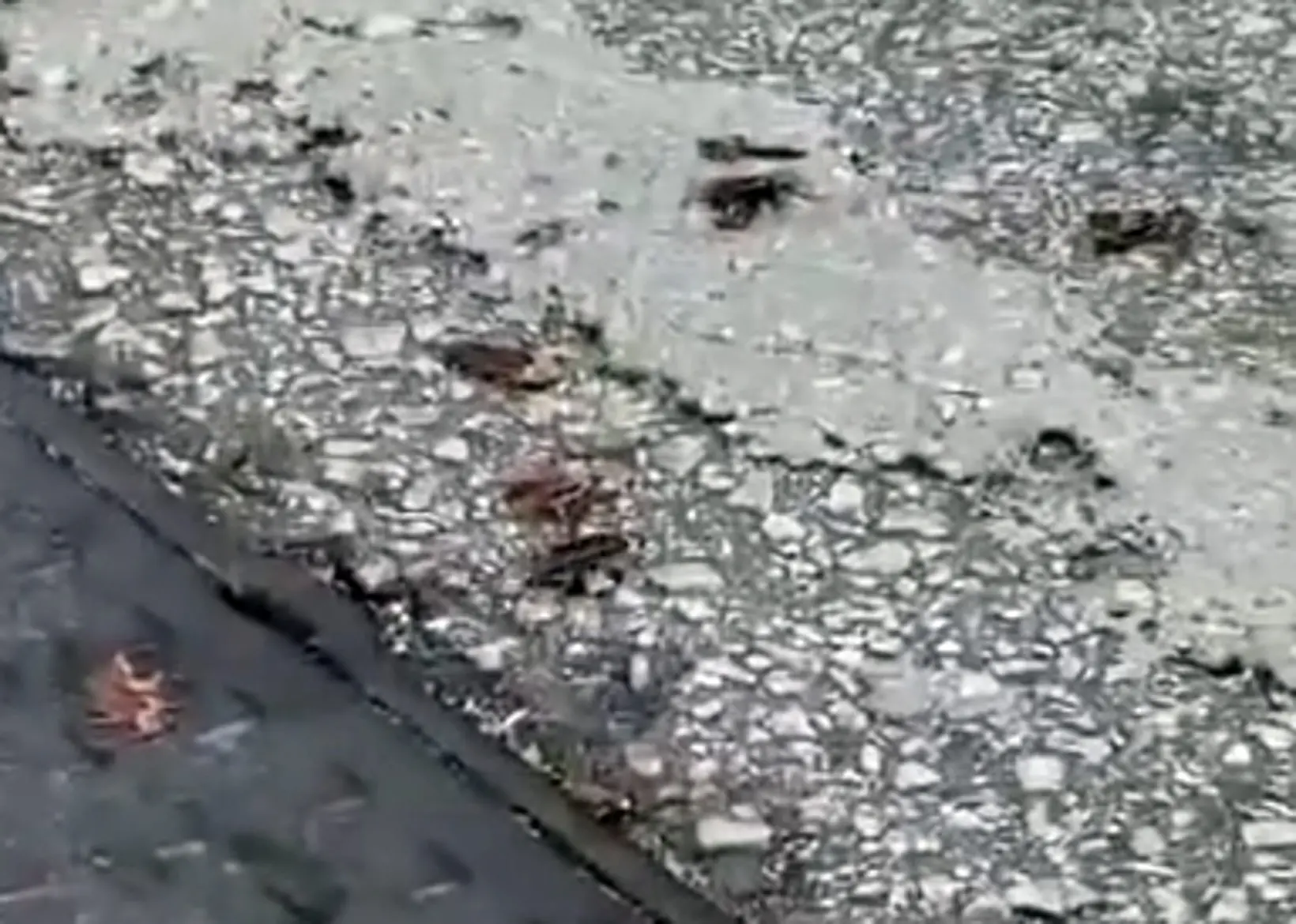 從網民上傳的片段可見，大批體型偏大的曱甴從路面渠蓋縫隙中不斷爬出，在車道上快速爬行，部分來不及躲避的曱甴被駛過的車輛輾斃，路面留下零散屍體。(圖：網絡截圖)