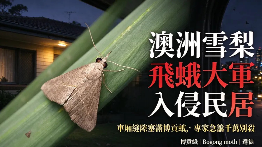澳洲雪梨飛蛾大軍入侵民居，車廂縫隙塞滿博貢蛾，專家急籲千萬別殺的封面圖片