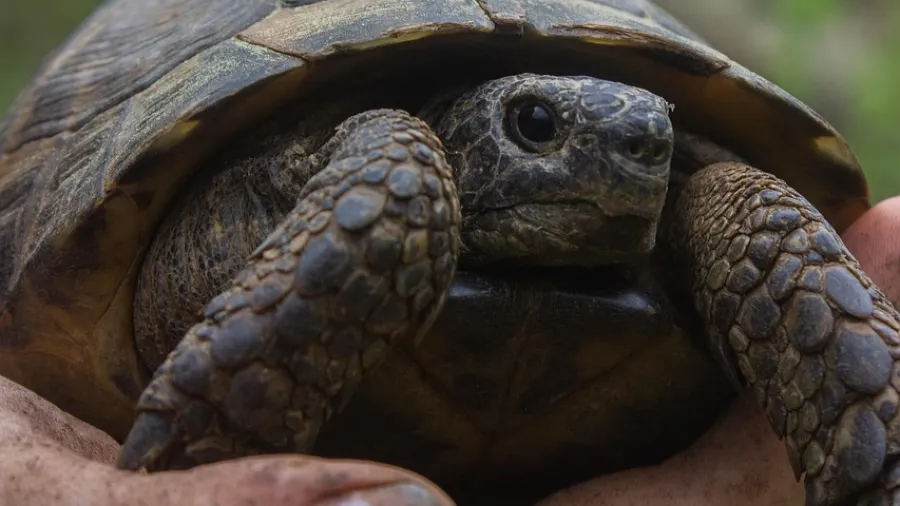 跨越三次大滅絕的「硬漢」：烏龜的縮頭技能原來是後天解鎖的封面圖片