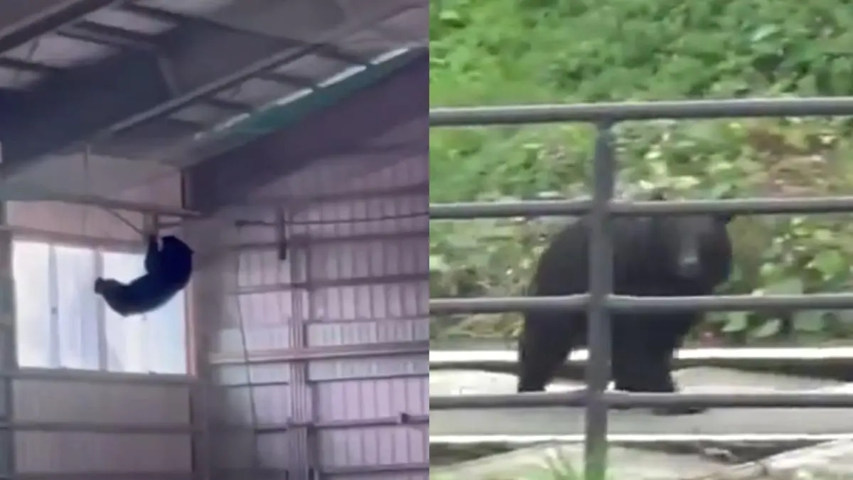 熊害已蔓延全國 34 個都道府縣。北海道 7 月發生棕熊咬死送報員事件，8 月知床登山客遇襲身亡；東京青梅、奈良先後目擊熊蹤，奈良一名 80 歲婦人曬衣服時遭抓傷。(圖：網絡翻攝)