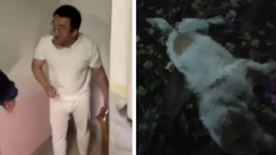 重慶「山姆打包哥」假借領養虐殺寵物！拔牙斷尾高樓拋棄，善心送養人慘崩潰險輕生的封面圖片
