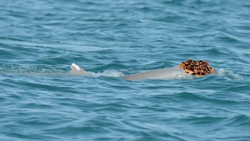 澳洲雄海豚自備「海綿假髮」,竟是泡妞的秘密武器!(來源:西澳生物多樣性、保育與景點部)