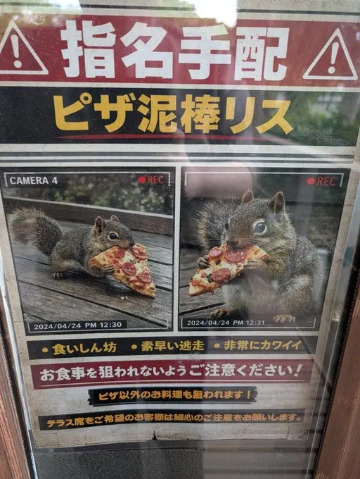 日本網友「ぞぬ」在X平台（前Twitter）分享，路過公園看到「松鼠通緝令」以為是AI惡搞，未料下秒遇本尊跳到桌面打劫，畫面曝光後吸引580萬人次瀏覽，逗樂大批網友。（來源：zonuneko@X）