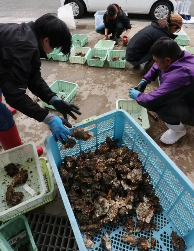 日本瀨戶內海沿岸廣島、兵庫、岡山三縣牡蠣爆發大規模死亡災情，三地產量占全國八成。高水溫與高鹽分環境引發牡蠣生理障礙，部分地區死亡率高達8成，連三倍體牡蠣亦難倖免，不僅衝擊水產業，更牽動相關產業發展，形勢令人憂慮。（來源：中国新聞社）