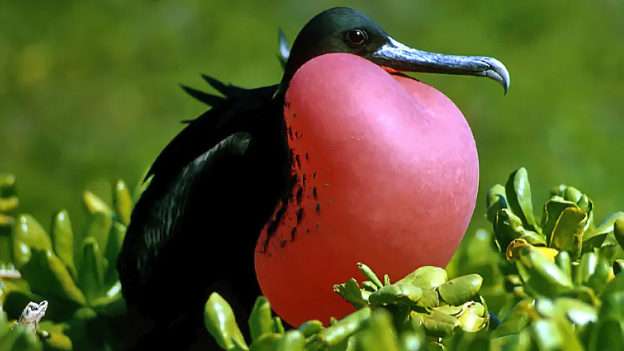 動物補眠有多瘋？4秒微睡、半腦飛行睡，竟能撐過數十天高壓期？的封面圖片