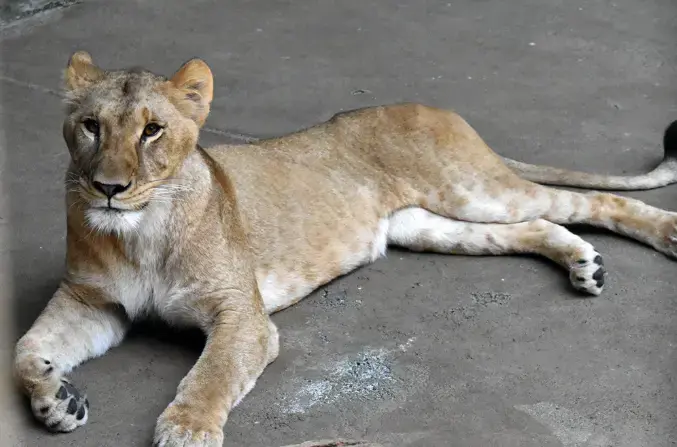 3歲母獅Mugi（來源：多摩動物公園）