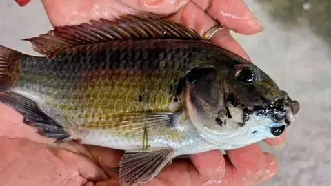 西非外來魚種黑頦帚齒非鯽入侵泰國，十年間擴散19府，瘋狂啃食蝦蟹重創養殖業。官方整治無效，魚種無市場價值，專家證實已無法徹底根除。（來源：NBT WORLD）