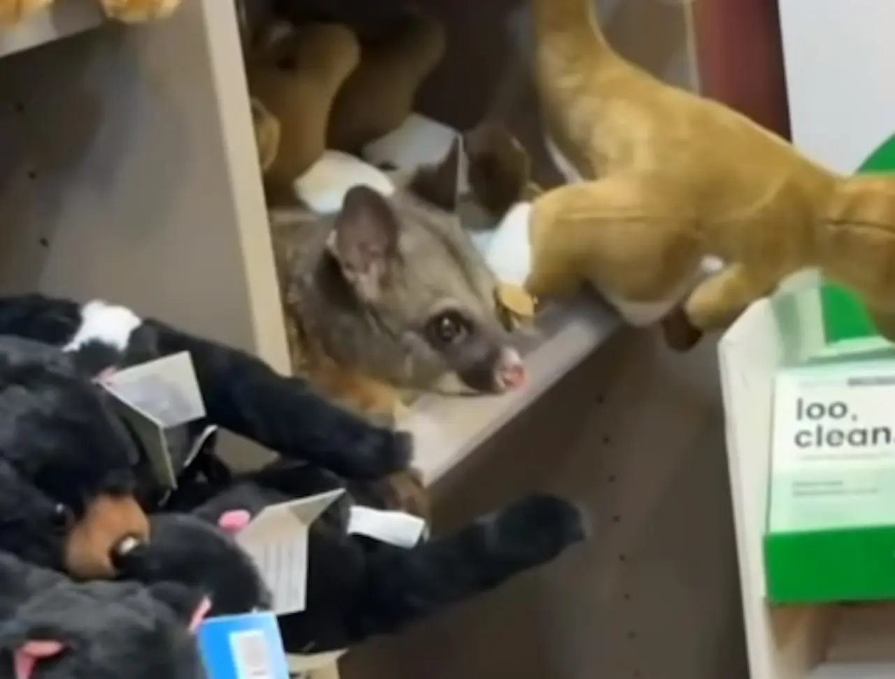 澳洲塔斯曼尼亞霍巴特機場（Hobart Airport）禮品店，驚現一隻帚尾負鼠（brushtail possum）蜷縮絨毛玩具架，店員與旅客又驚又喜，店家打算設立紀念台留住這段溫馨奇遇。（來源：Hobart Airport@FB）
