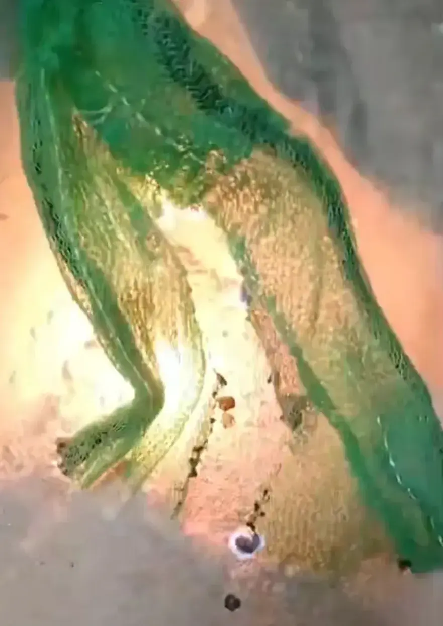 一名李姓居民向記者展示了現場測試過程：用打火機輕輕點燃圍網邊緣，網布瞬間竄起藍色火焰，伴隨着刺鼻的塑膠燃燒氣味，不到10秒便燒成焦黑殘屑。(圖：網絡截圖)