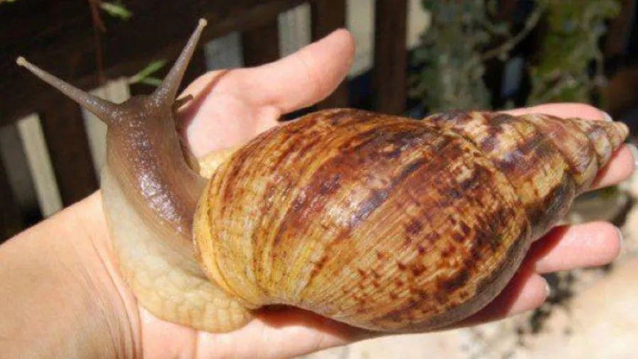 美國砸千萬滅不絕的大蝸牛，中國人不吃不碰卻「變廢為寶」？的封面圖片