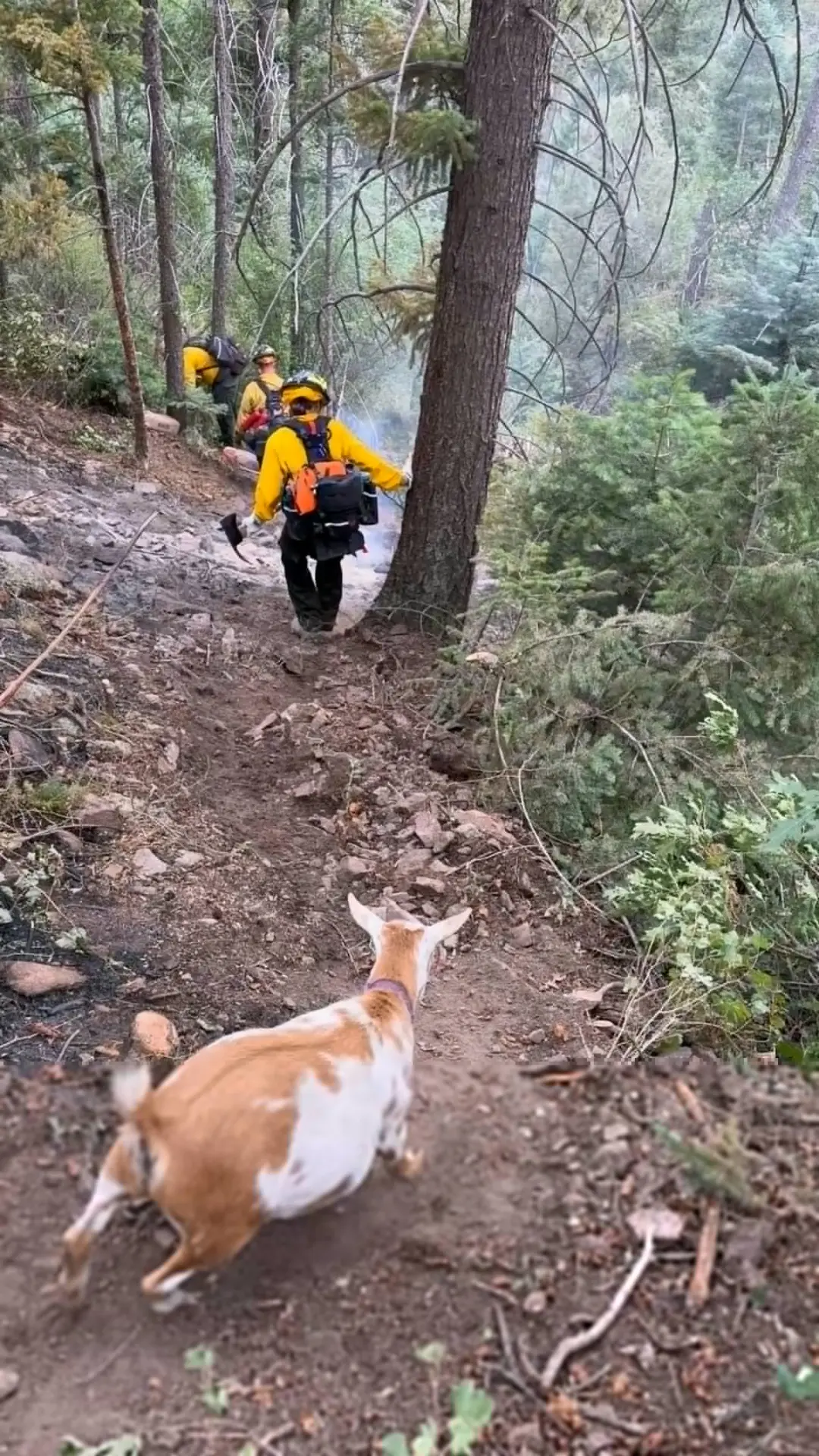 美國科羅拉多州洛克溪峽谷（Rock Creek Canyon）遭雷擊引發野火，四歲侏儒山羊高蒂（Goldie）主動擔任嚮導，帶領消防員穿梭崎嶇山區救災，更護送隊伍安全撤離，成為暖心救火功臣。（來源：CSFDPIO@X）
