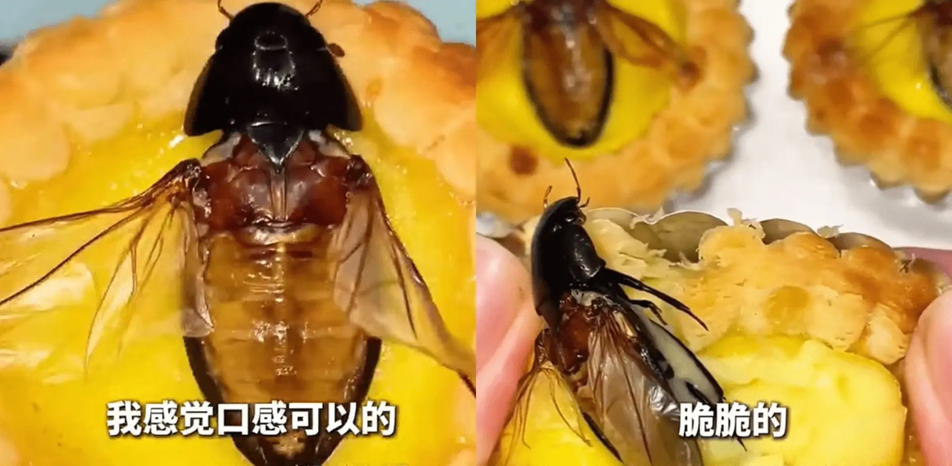 該款蛋撻每份 3 顆，售價人民幣 28 元（約 33 港元）。據餐廳創辦人潘境燊介紹，蛋撻上的昆蟲為廣東傳統食材龍蝨，俗稱水曱甴，並非家居常見蟑螂。 (圖：網絡截圖)