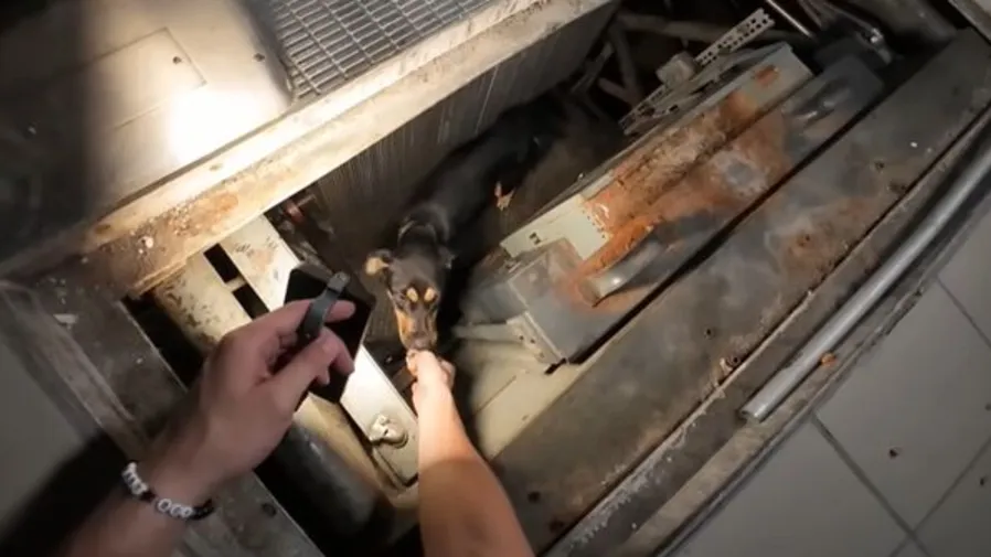 廢棄商場的詭異聲響竟是牠！探險隊意外收穫最可愛「戰利品」的封面圖片