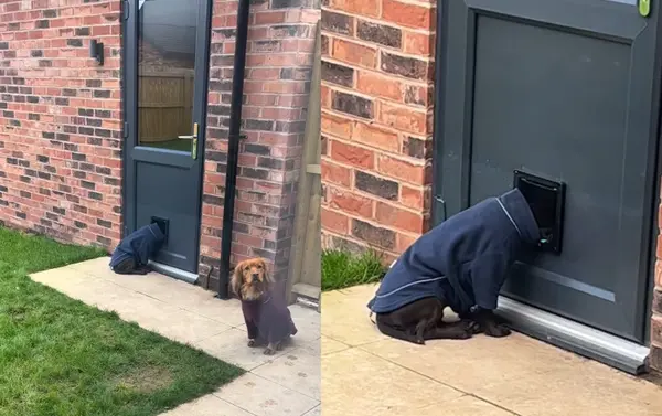 狗狗也會 i？聚會頭卡狗門逃避社交模樣太可愛！（來源：ourspanielsquad@IG）