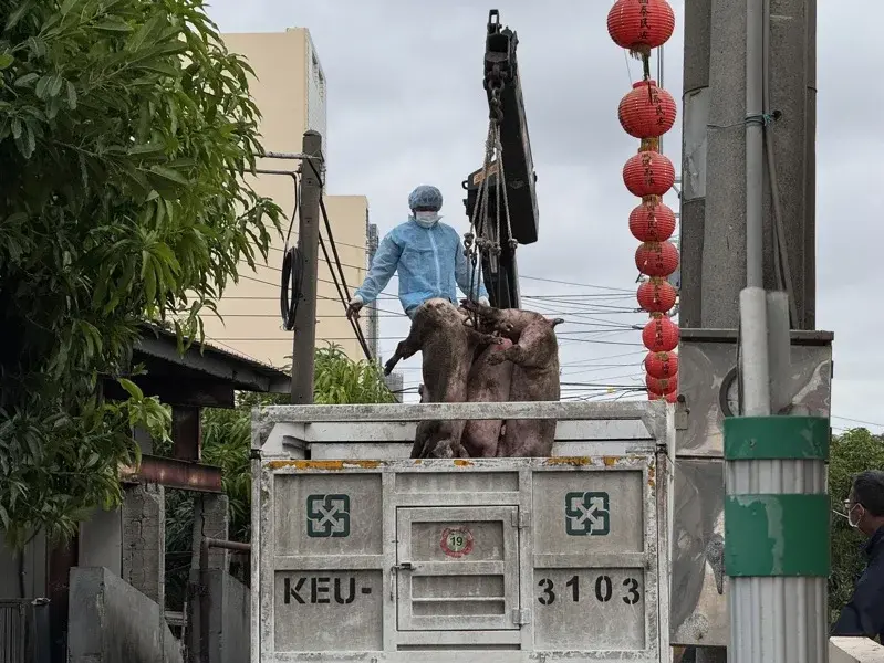 台中梧棲養豬場10天內117頭豬隻接連暴斃，爆發疑似非洲豬瘟疫情 聯合報