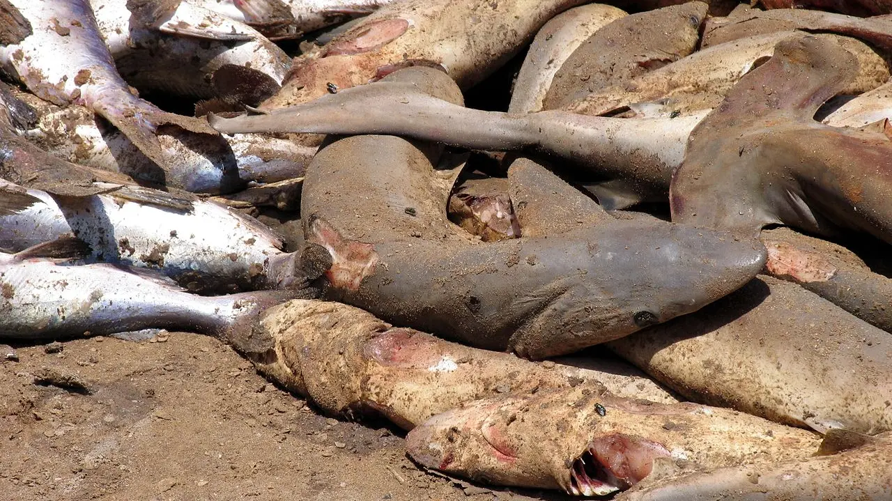 漁民捕獲鯊魚後，會直接在船上實施「割鰭棄身」——活生生斬下所有魚鰭，再將尚在掙紮的鯊魚丟回大海。失去遊動能力的鯊魚，最終只能沈入海底，在痛苦中慢慢死去。（來源：wikipedia）