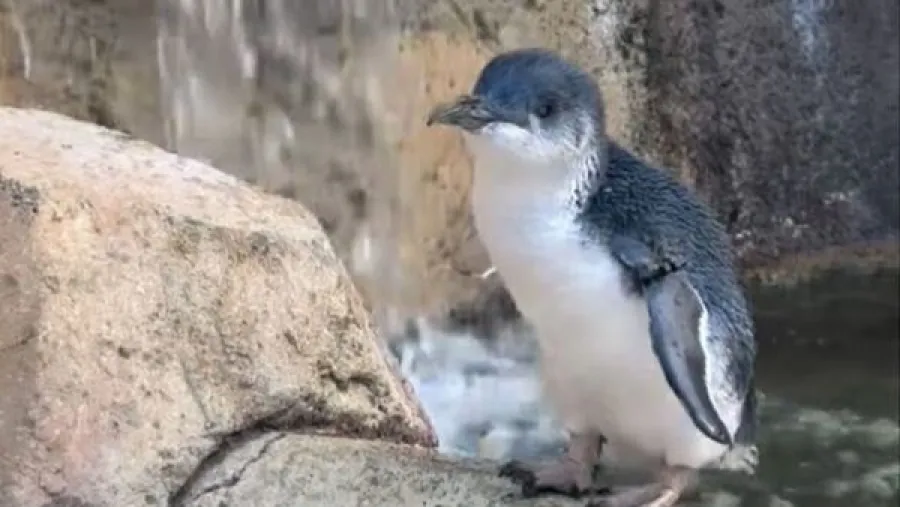 美國25歲「企鵝奶奶」打破世界紀錄？野外同類壽命竟只有它一半！的封面圖片