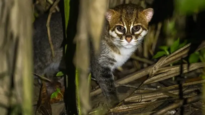 消失近30年的稀有物種扁頭貓（Flat-headed cat）在泰國南部現蹤，研究團隊拍攝到母貓帶幼貓同行畫面，打破當地滅絕假說，為保育帶來重大喜訊。（來源：Panthera）