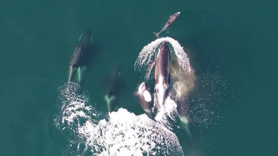 虎鯨+海豚=超強獵團？圍獵鮭魚震撼畫面曝光！的封面圖片
