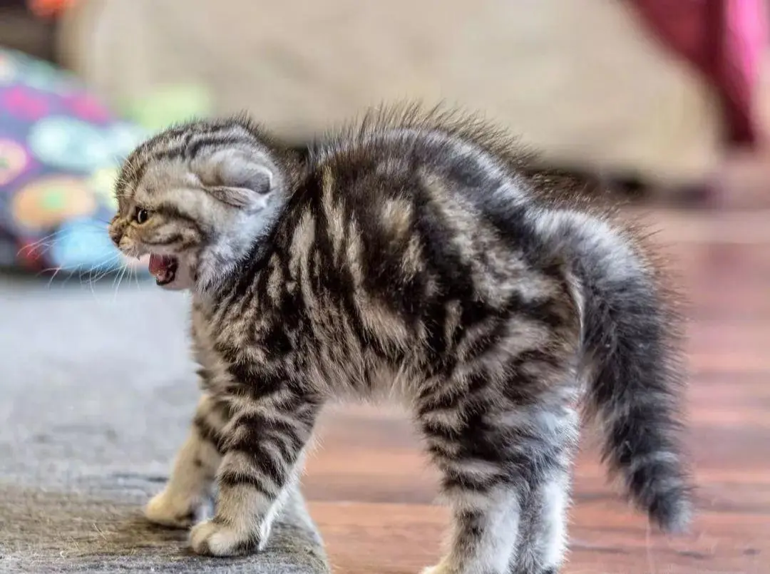 家裏的喵星人是不是偶爾會突然來一段超搞笑的「螃蟹步」，側身小跳，像螃蟹一樣橫著走？（示意圖來源：網絡）