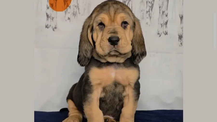 嗅覺碾壓所有犬類！美國賓州王牌尋血獵犬警犬登場的封面圖片