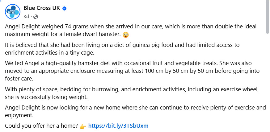 目前 Angel 已經開放領養，就等一位有耐心的新主人，陪牠完成接下來的減肥目標。（來源：Blue Cross UK's post@FB）