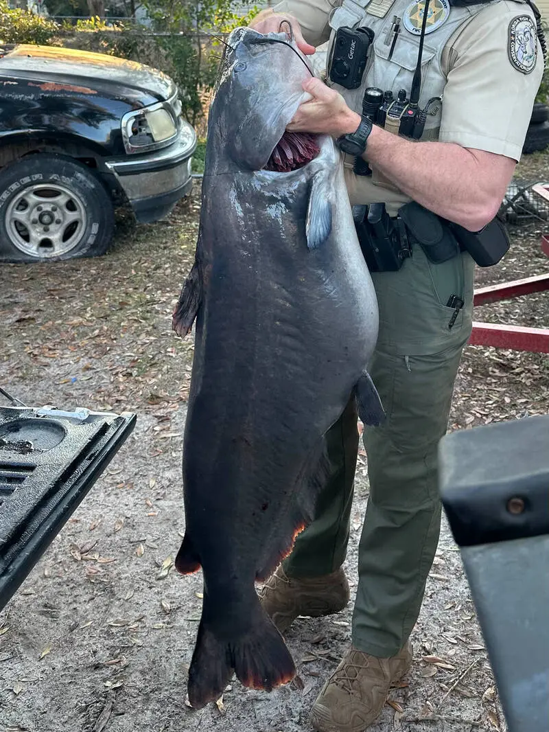 美國佛州薩旺尼河（Suwanee River）捕獲一條73.6磅（約33.3公斤）的藍鯰魚，經野生動物保護委員會（FWC）鑑定，正式打破保持11年的州紀錄，震驚當地釣魚圈。（來源：MyFWC@X）