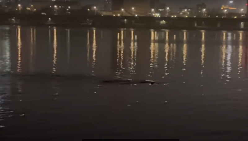 專門拍攝釣魚過程的韓國 YouTuber 最近上傳了一段超驚悚的影片，標題直接勁爆：「首爾漢江出現了真正的怪物」。（來源：서울 한강 진짜괴물 출현@YouTube）