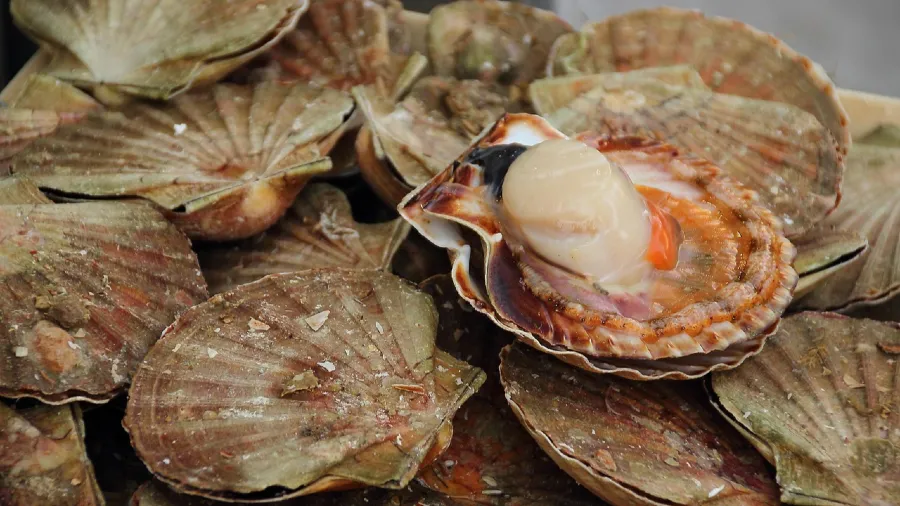 日本扇貝價格瘋漲，鮮魚店無計可施，年節餐桌恐少了這味的封面圖片