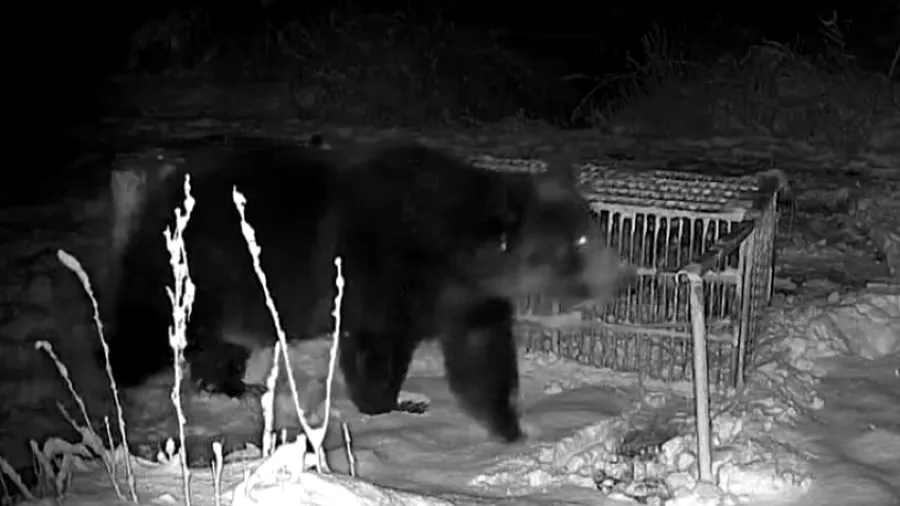 960頭熊成「處置災難」！北海道焚化爐超載翻倍，冷凍庫淪熊類「無位太平間」的封面圖片