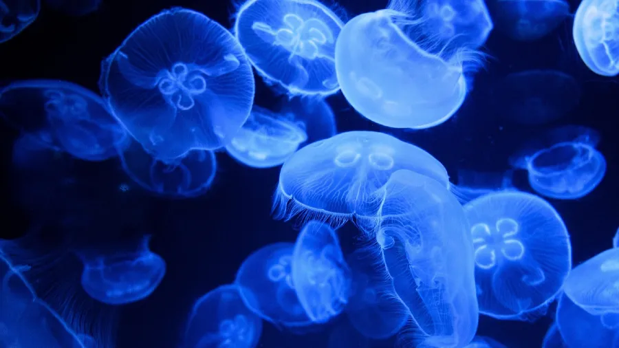 這種「無腦生物」竟見證了地球大半個生命史!水母憑什麼熬過五次大滅絕?的封面圖片
