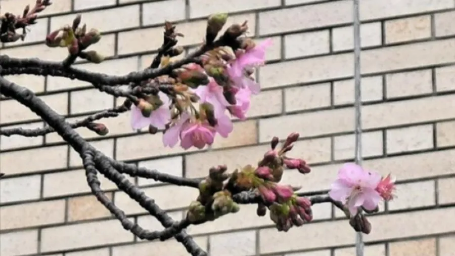 日本千葉早櫻提前報到！這株「賴朝櫻」頂著寒流開花啦～的封面圖片