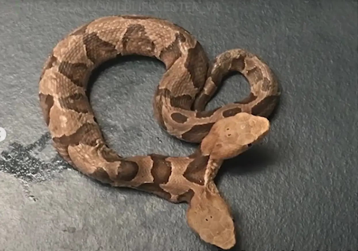 極度罕見！美國科學家發現雙頭蛇。（視頻截圖來源：TomoNews 台灣@YouTube）