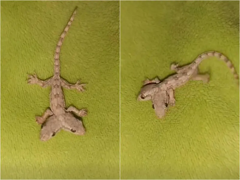 泰國女子拍攝到罕見「雙頭壁虎」影片，小壁虎兩顆頭能各自移動，引發社群熱議。（視頻截圖來源：Kanyaphat Kaewsiri@FB）