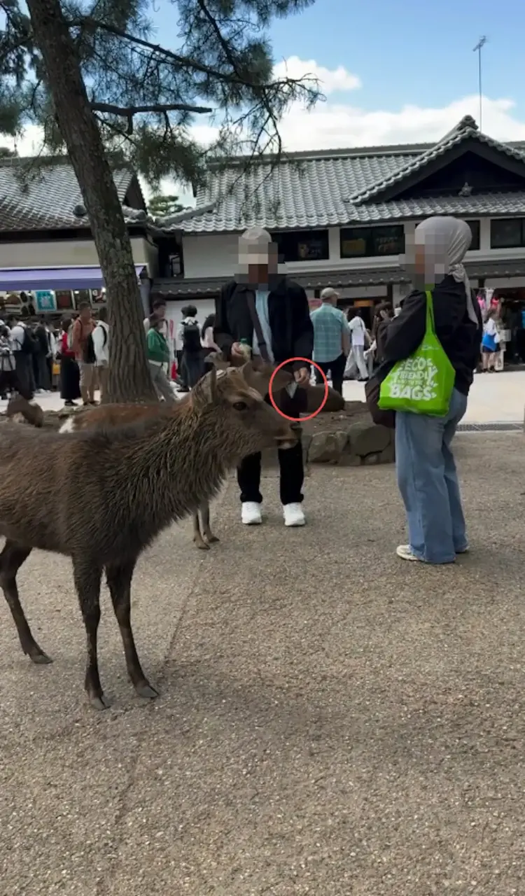 奈良公園流出影片，老翁疑似將塑膠袋遞給鹿，鹿含住袋子後，日本男子立刻上前徒手搶救。老翁女兒發文道歉，稱父親無傷鹿之意，但網友不接受，事件喚起動物保護討論。（來源：FB）