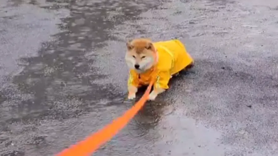 日本倔強豆柴無視大雨，穿雨衣躺水坑萌翻全網~的封面圖片