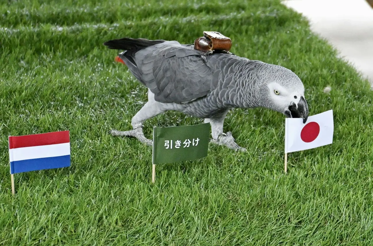 2026年世界盃（FIFA World Cup 2026）即將開打，日本栃木縣那須動物王國的人氣神算鸚鵡奧利維婭（Olivia）出手預測，看好日本隊小組賽三戰全勝，為本屆賽事添上趣味看點。（來源：mrjeffu@X）