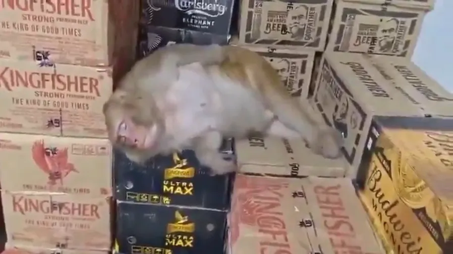 印度猴子竟是老酒鬼？闖酒舖豪飲伏特加醉倒紙箱超離奇的封面圖片