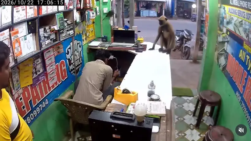 印度奧迪沙邦（Odisha）一間手機維修店闖入野生猴子，老闆嚇得定格不敢動，旁人趕緊退避，沒想到猴子沒有搶奪物品，反倒上前抱住老闆撒嬌討抱，影片曝光後吸引超過67萬人按讚。（來源：gilhare7828@IG）