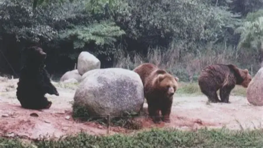 日本熊群頻出沒，韓國竟覬覦「意外紅利」？的封面圖片