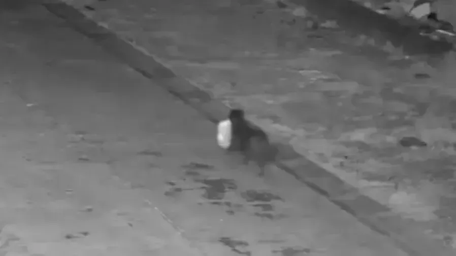 義大利靈犬熟練叼袋丟垃圾，竟是主人鑽法規漏洞？！的封面圖片