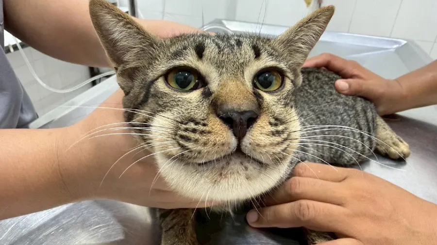 泰國飼主餵貓普拿疼害其腫成「戽鬥星人」，獸醫怒斥：不要再害毛孩的封面圖片