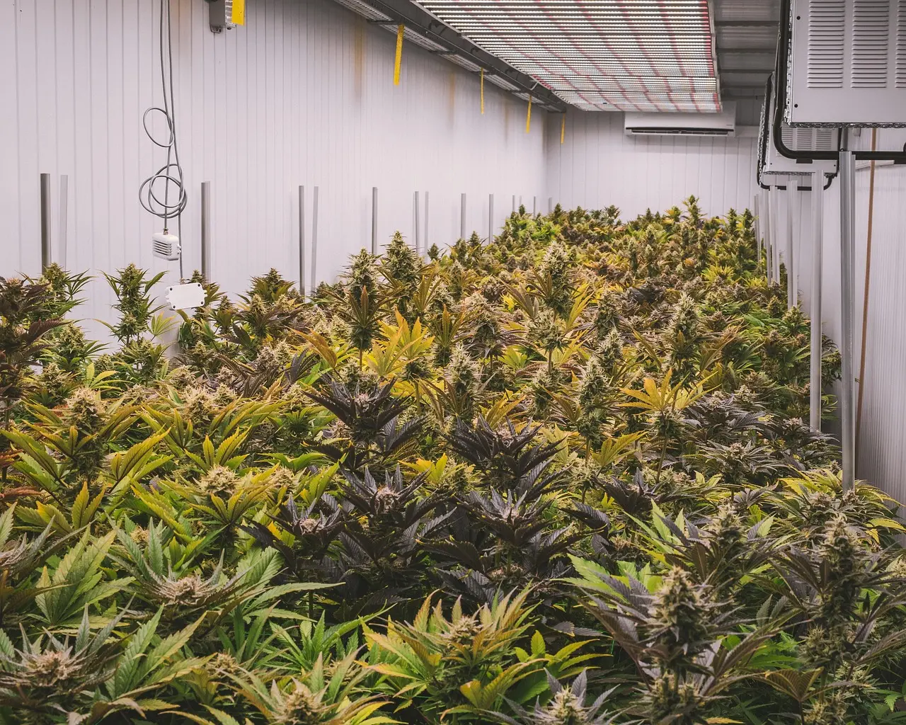 這一系列政策調整，對泰國旅遊業也產生了深遠影響。此前大麻合法化吸引了部分好奇的遊客前往，但隨著娛樂用途被禁止、大麻店陸續轉型，那些以體驗大麻為目的的遊客數量明顯減少。（示意圖來源：pixabay）